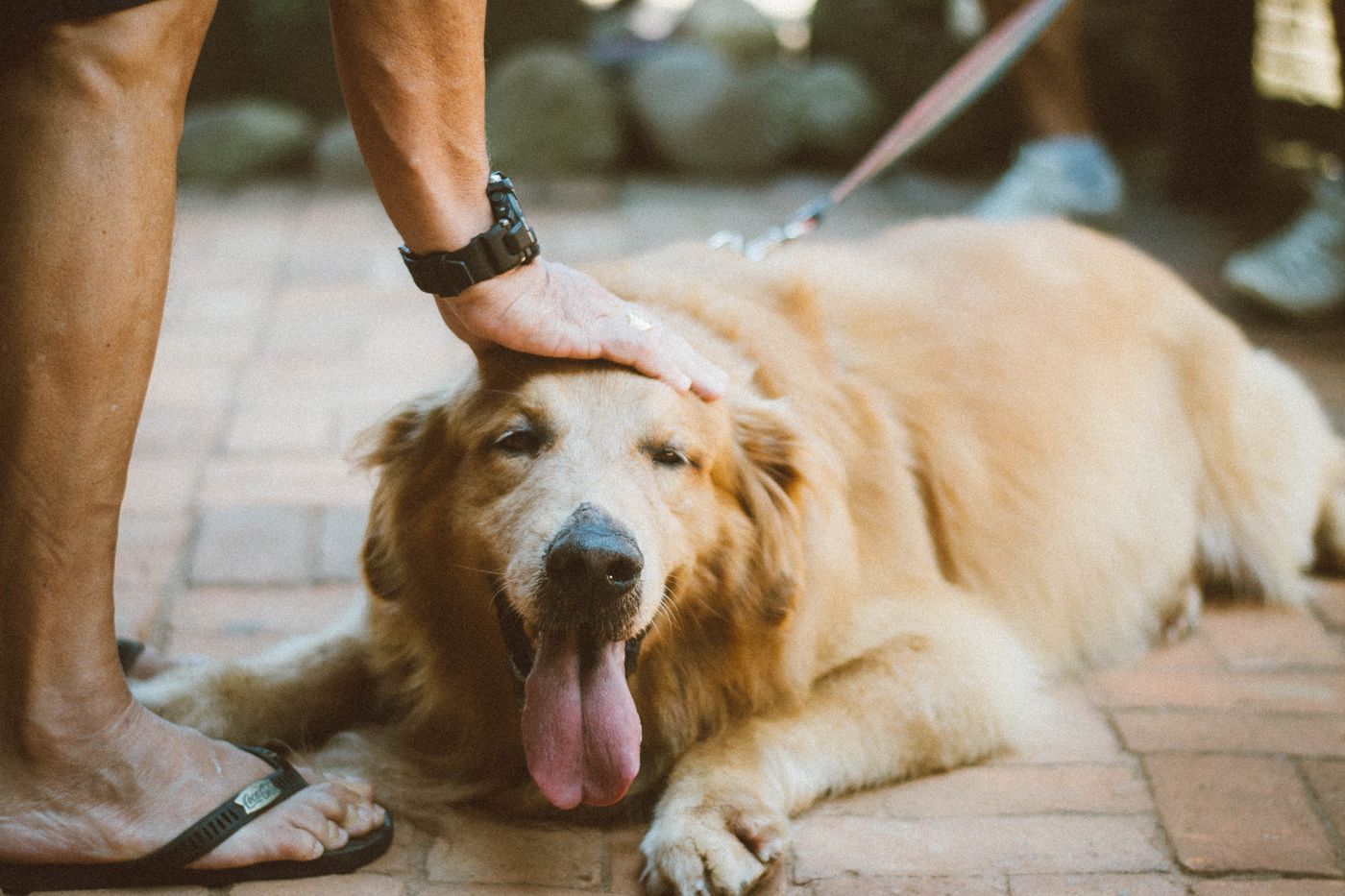 A person resting their hand on the head of an older golden retriever