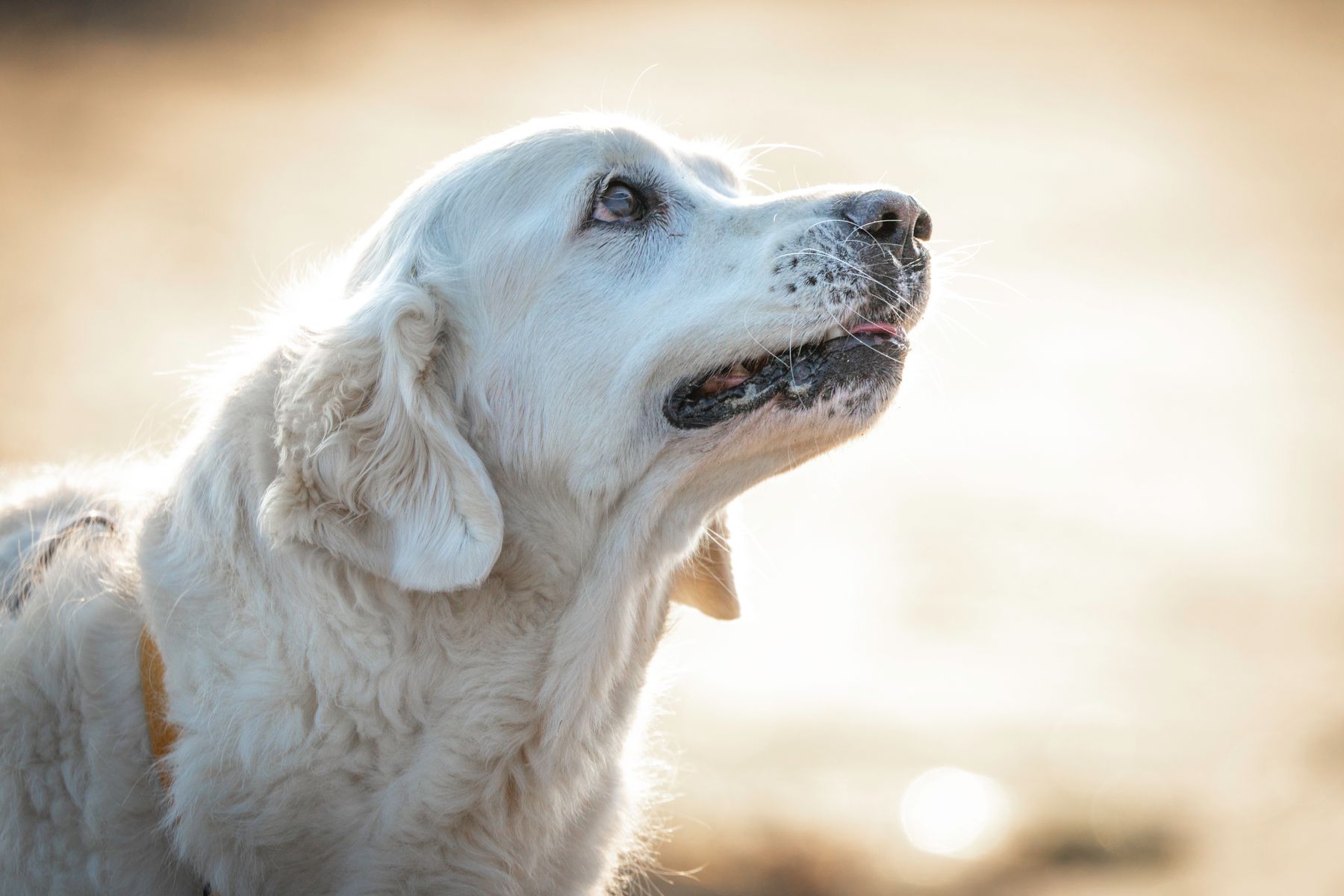 An older golden retriever looking up, backlit by low evening sun