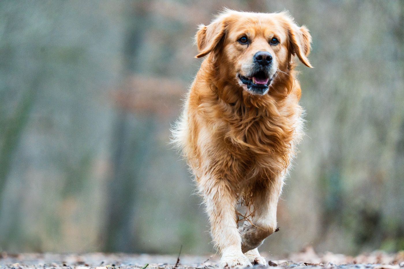 A golden retriever walking towards the camera on a forest trail