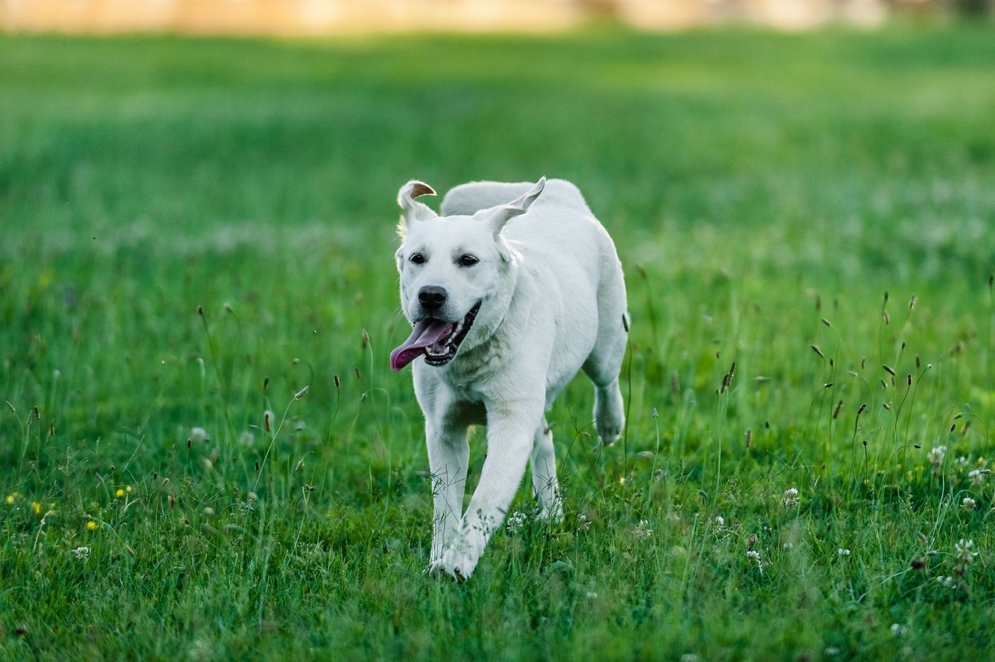 A labrador trotting happily through a meadow