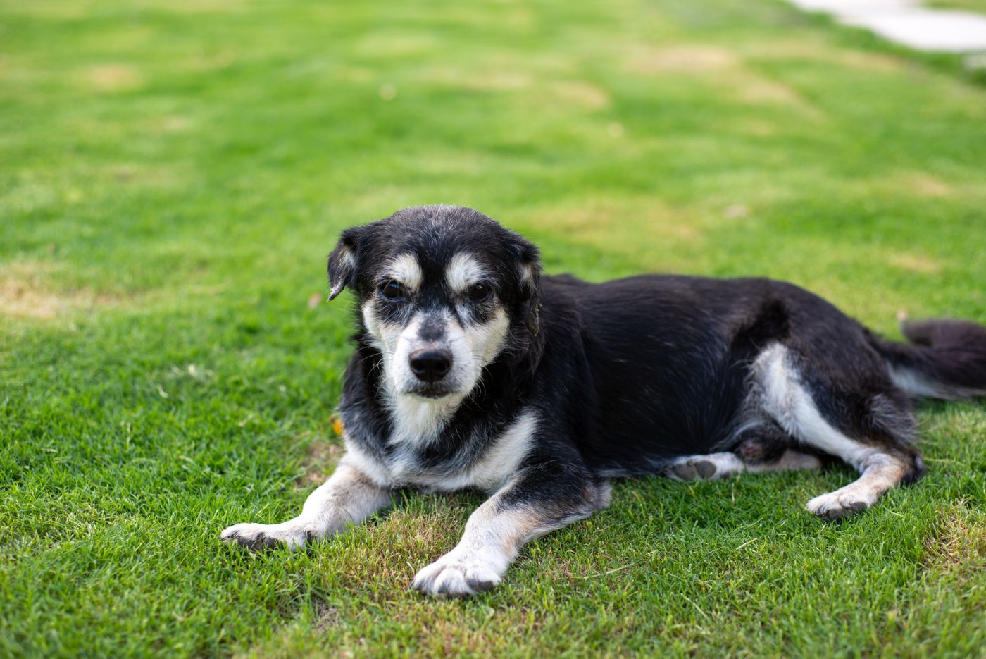 An older black and white dog lying stretched out on the grass