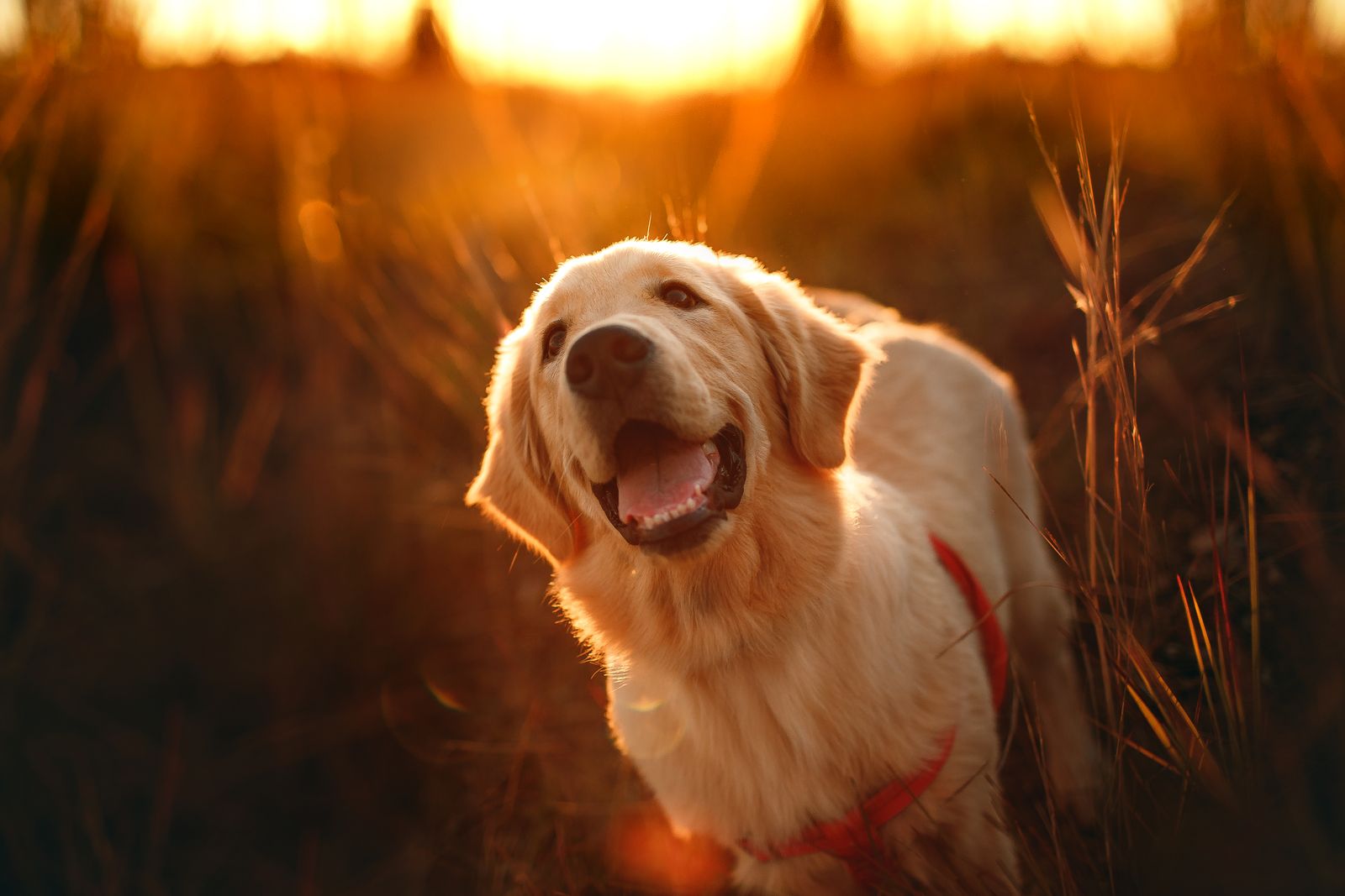 A young golden retriever in a field at sunset, head up, mouth open